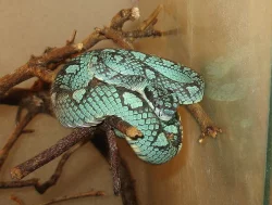 Chřestýšovce: Trimeresurus trigonocephalus