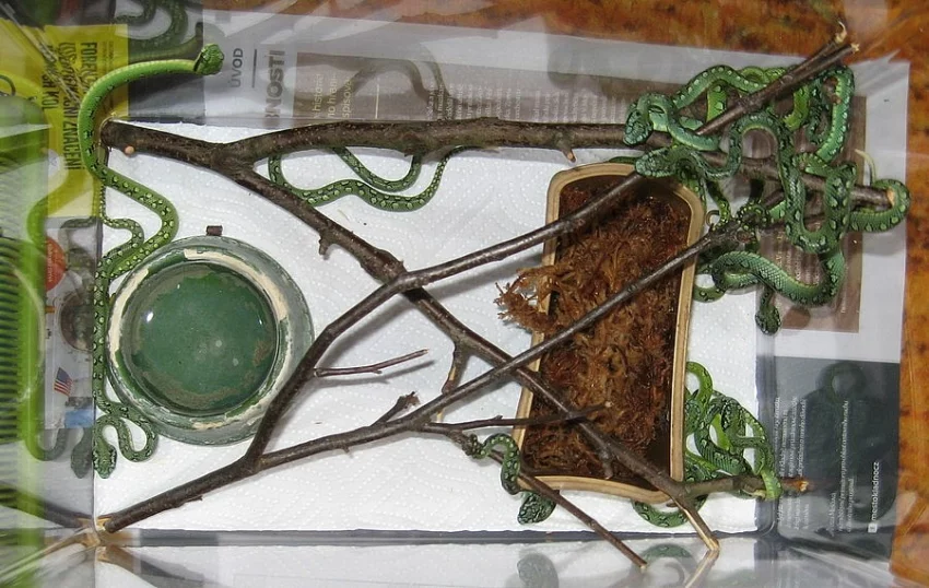 Chřestýšovce: Trimeresurus trigonocephalus