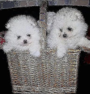 Německý špic trpasličí, Pomeranian