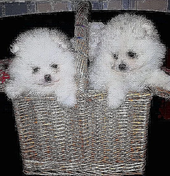 Německý špic trpasličí, Pomeranian