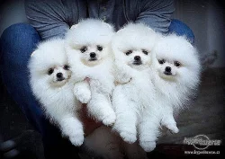 Německý špic trpasličí, Pomeranian