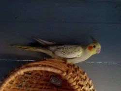 Korela chocholatá