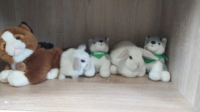 Zakrslý beránek minilop