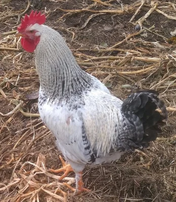 Prodám kohouty