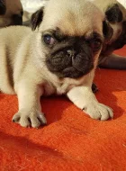 štěňatka mops s PP