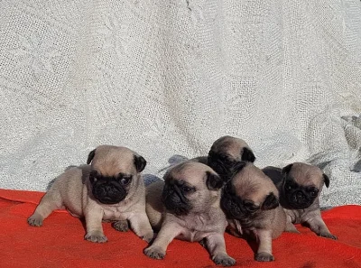 štěňatka mops s PP