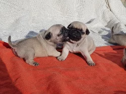 štěňatka mops s PP