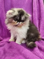 Prodám perská koťátka