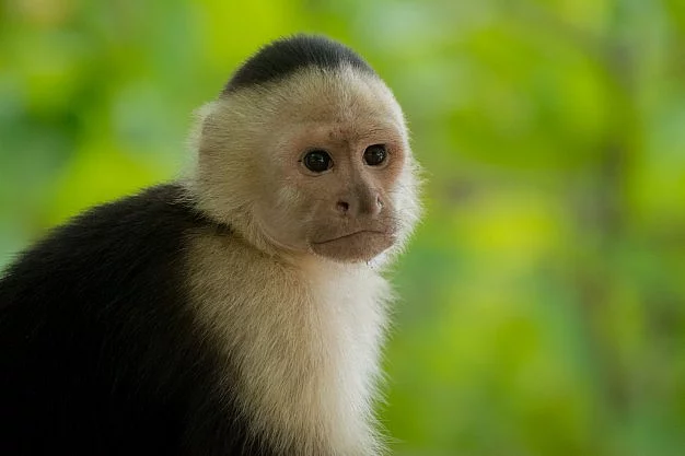 Opička Kapucínská