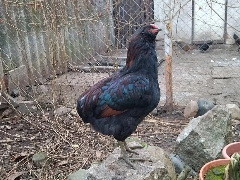 Araukana