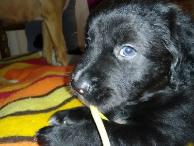 Krásná míšená štěňátka labradora
