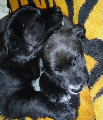 Krásná míšená štěňátka labradora