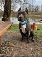 AMSTAFF KE KRYTÍ
