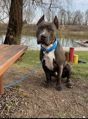 AMSTAFF KE KRYTÍ
