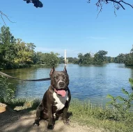 AMSTAFF KE KRYTÍ