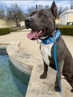 AMSTAFF KE KRYTÍ