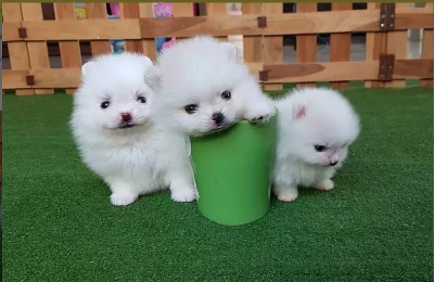 Šálek Pomeranian Štěňata