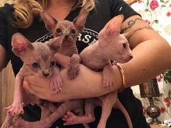 Sphynx koťata