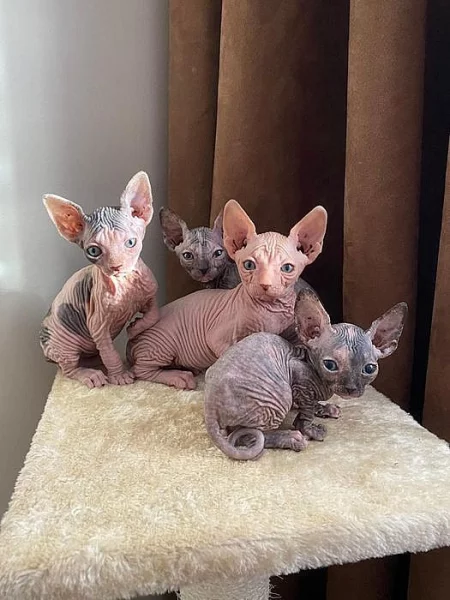 Sphynx koťata