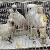 Kakatoví papoušci
