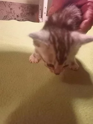 Kotatka majensky myvali zkřížený s bengal kočkou