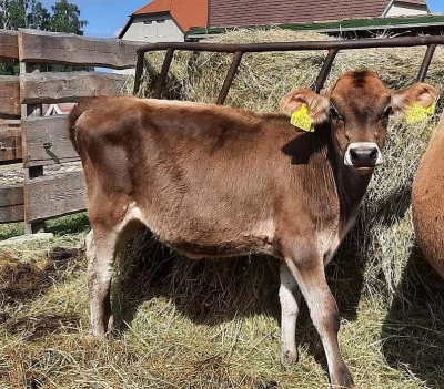 Jalovice 50% jersey 50% brown swiss