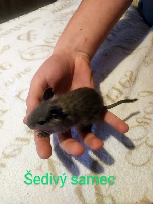 Osmák Degu