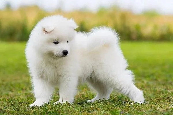 Samojed štěňata