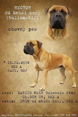 Bullmastif s PP ke krytí