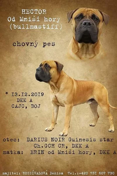 Bullmastif s PP ke krytí