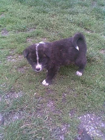 Akita-Inu nádherný pejsek