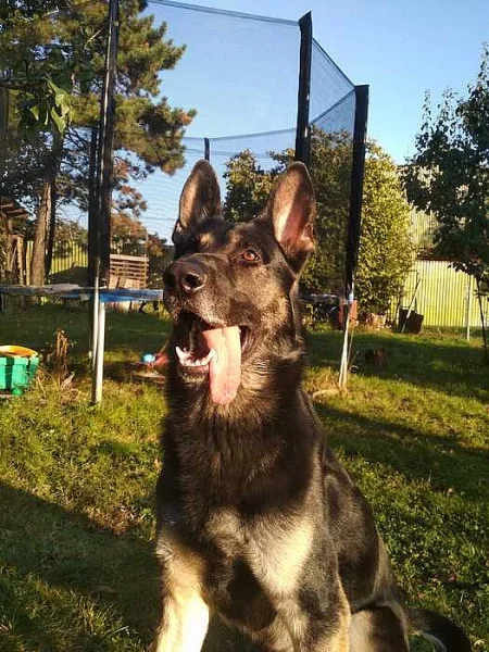 Daruji do dobrých rukou