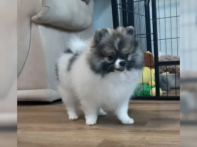 Štěňata pomeranian / špic