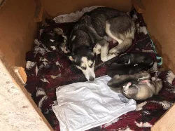 štěňata Sibiřský Husky