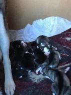 štěňata Sibiřský Husky