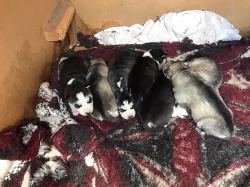 štěňata Sibiřský Husky