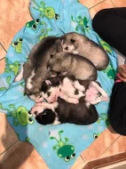 štěňata Sibiřský Husky