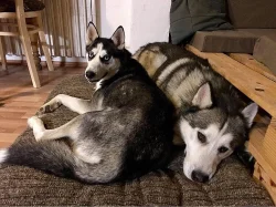 štěňata Sibiřský Husky