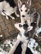 štěňata Sibiřský Husky
