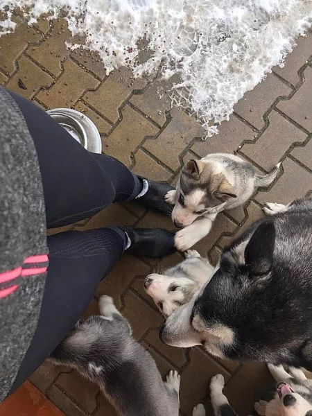 štěňata Sibiřský Husky