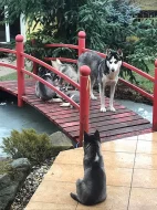 štěňata Sibiřský Husky