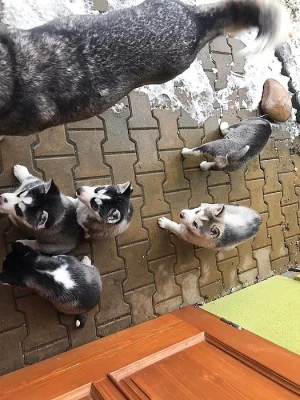 štěňata Sibiřský Husky