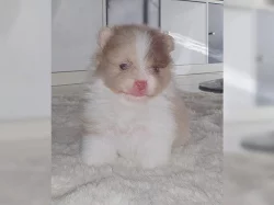 Plyšový špic / POMERANIAN ŠTĚŇATA