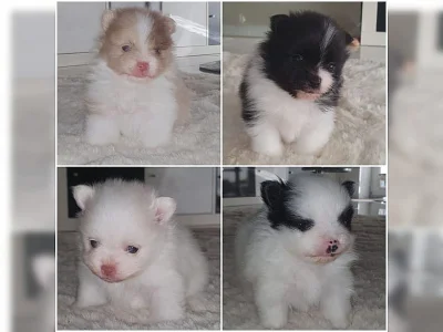 Plyšový špic / POMERANIAN ŠTĚŇATA