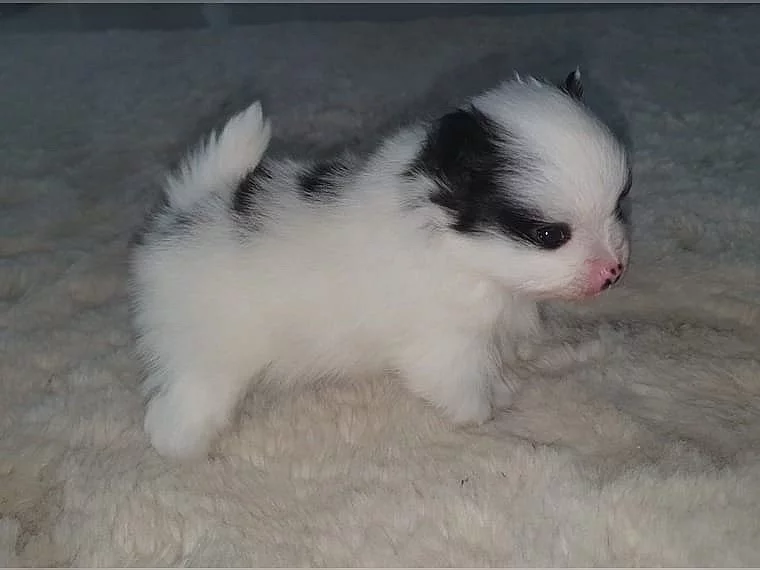 Plyšový špic / POMERANIAN ŠTĚŇATA