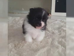 Plyšový špic / POMERANIAN ŠTĚŇATA