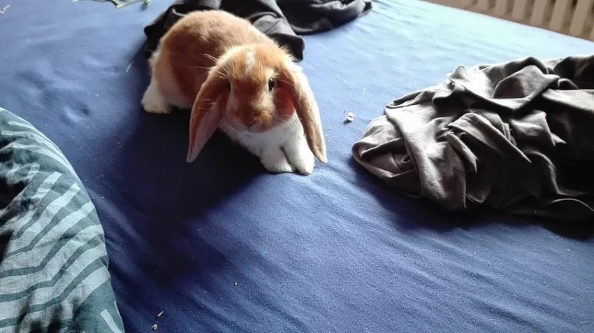 zakrslý beránek zrzavé barvy