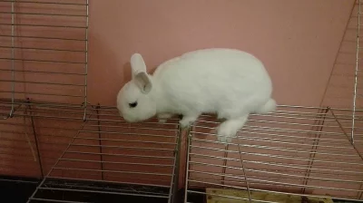 samička zakrslého hermelínka bílé barvy