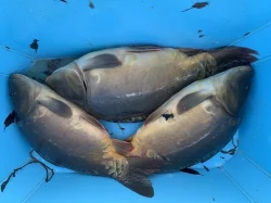 Kapr