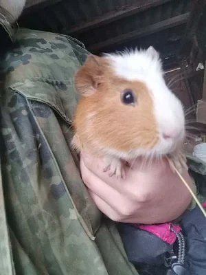 Daruji malá morčátka